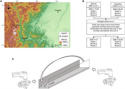 Post-exercise Hypothermia Varies Between High- and Low-Altitude Populations in the Asiatic Toad (Bufo gargarizans)